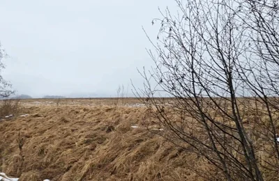 A Bit Risky Peeing - POV Outdoor Male Pee During a Nature Walk