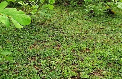 Outdoor Masturbation