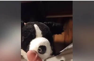 Border Collie Plushie Licks And Makes Onesie Pubby Cum!